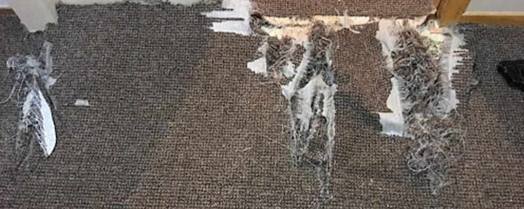 Carpet Repair Semaphore